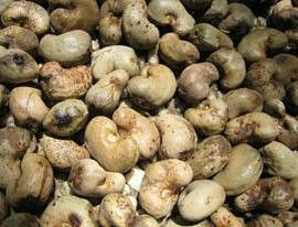 cashew nut