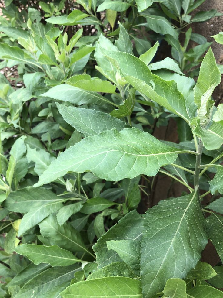 bitter leaf (vernonia amygdalina)