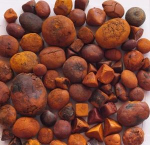 cow gallstone and uses 