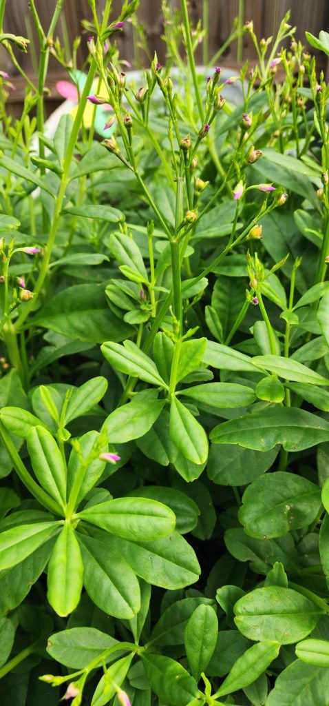 organic efo gbure seeds (100 200 seeds) waterleaf vegetable for nutritious stews ceylon spinach, high in vitamins & minerals