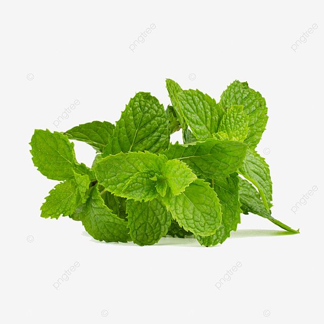 fresh mint leaves isolated